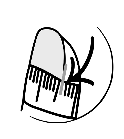 1. Trouvez la partie la plus large de votre ongle.